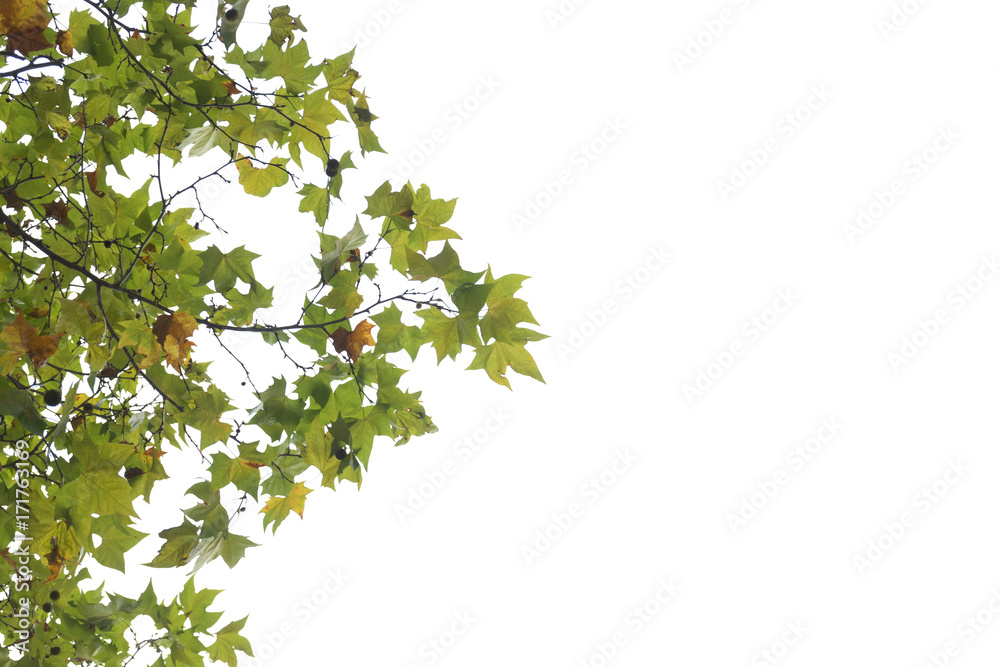 Maple leaves on the white background