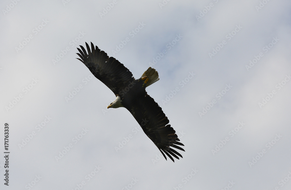 Obraz premium Zoology, Birds