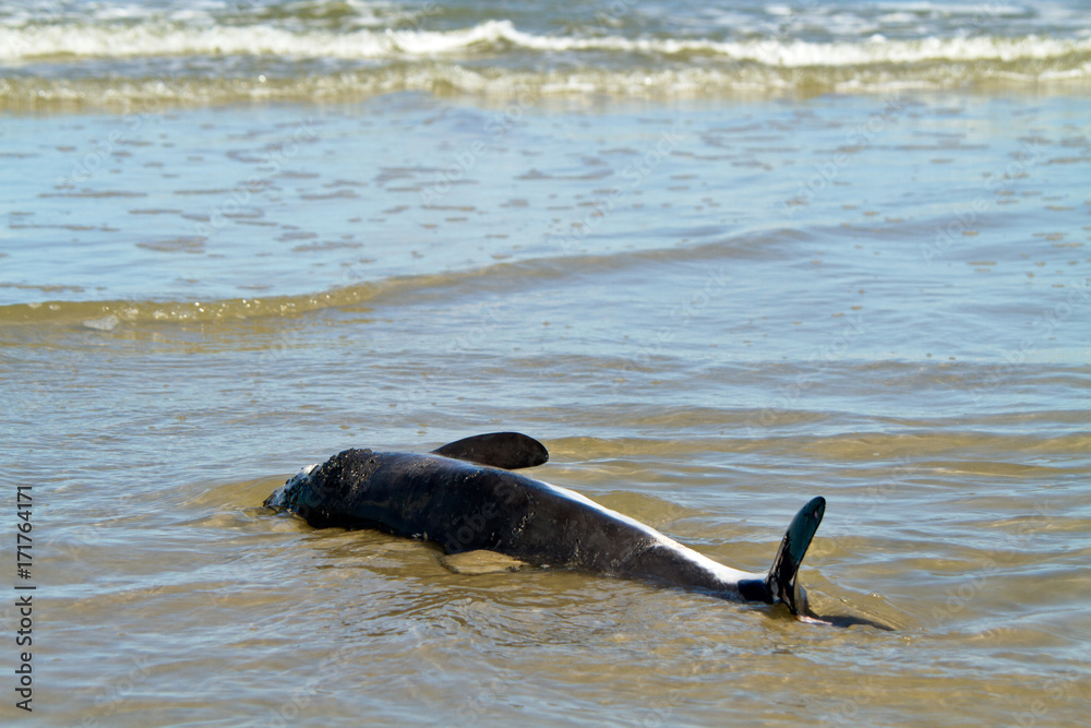 Obraz premium Dead Harbour porpoise, washed up the beach