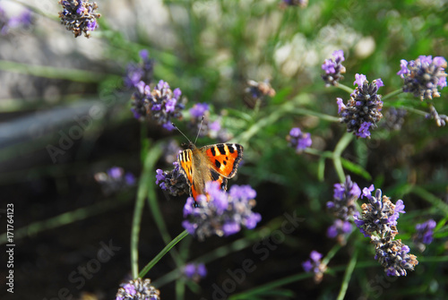 Close up of open wingspan of Beautiful Tortoiseshell Butterfly resting on a stem surrounded by Lavender © kilowhiskey