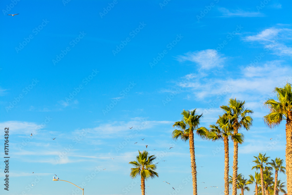 Seagulls flying over palm trees