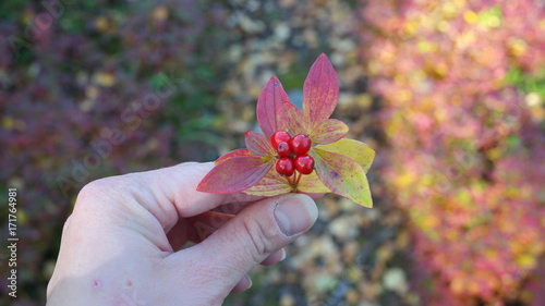 A dwarf cornel (cornus suecica) in autumn colors held in woman hand photo