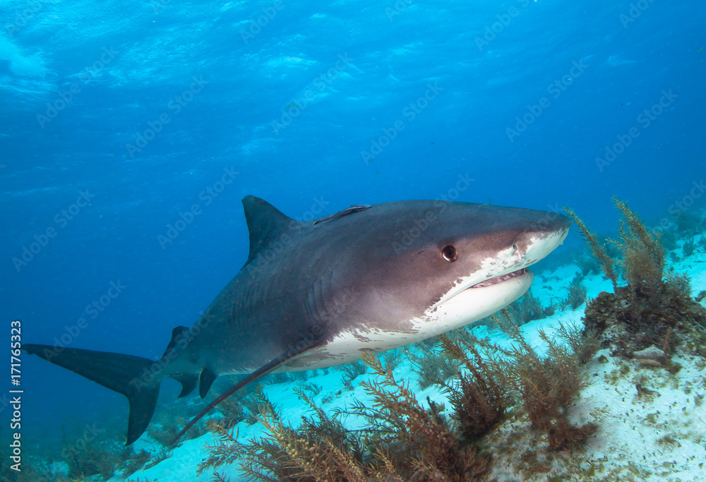 Fototapeta premium Tiger shark.