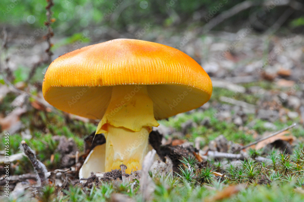 Fototapeta premium Caesar's mushroom (Amanita caesarea) grows in moss in the forest. Most delicious mushroom in the world