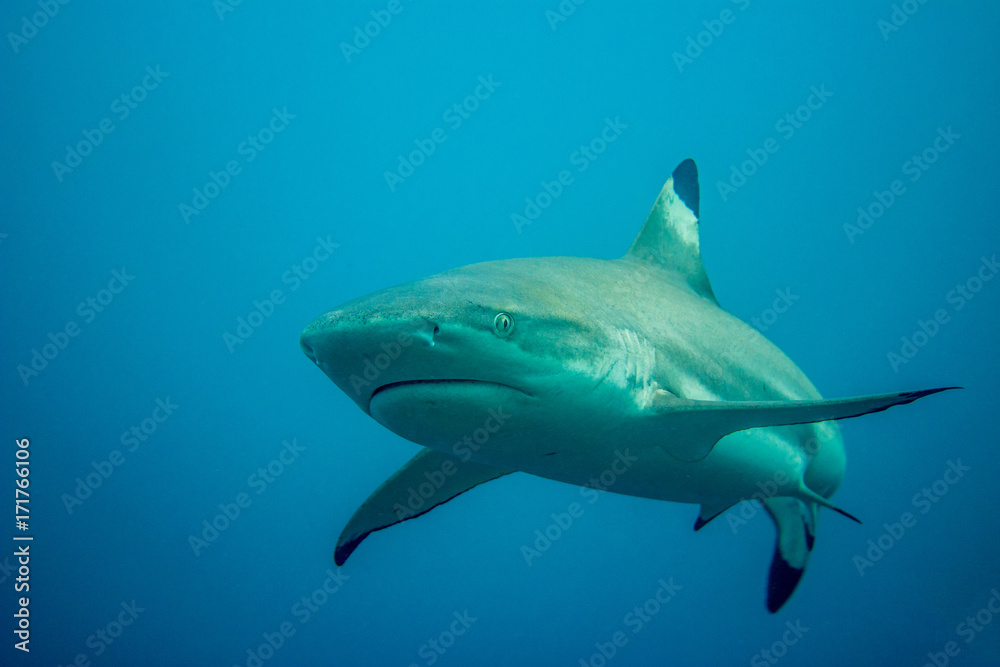 Obraz premium Requin pointe noir