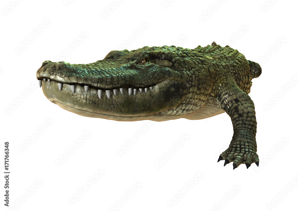 Obraz premium 3D Rendering American Alligator on White