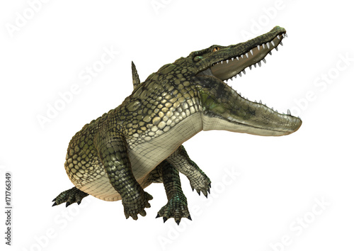 3D Rendering American Alligator on White