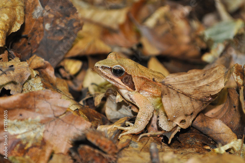 Agile Frog (Rana dalmatina) in the forest. Frog in nature