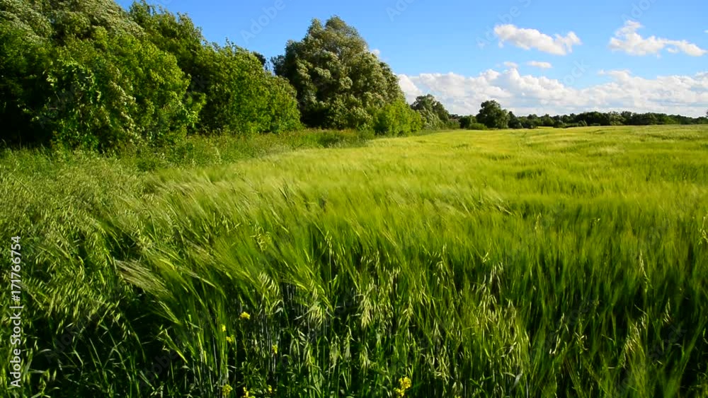 Rye field and trees during a strong wind