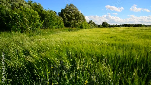 Rye field and trees during a strong wind