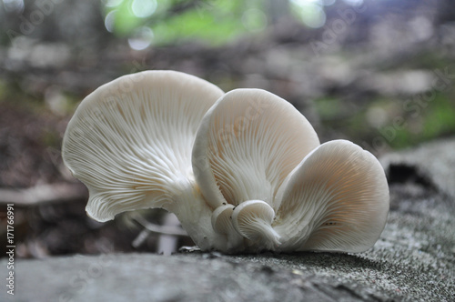 Pleurotus ostreatus, the oyster mushroom grows on tree in forest. Healthy and delicious mushroom in nature