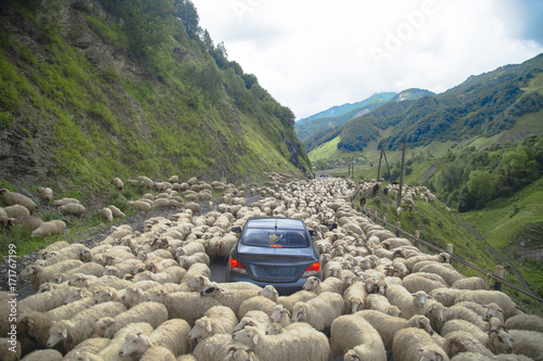 The car is stopped on the road by a flock of sheep.
