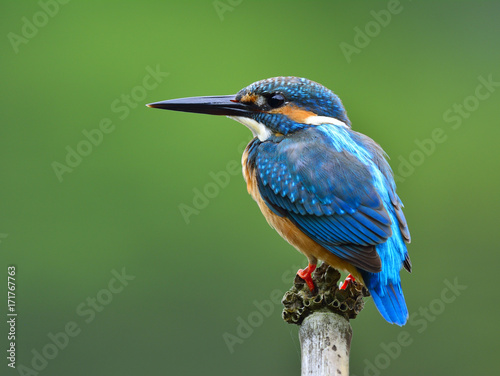 Back profile of Common Kingfisher (Alcedo atthis) Eurasian or River Kingfisher, a gorgeous blue bird perching on twig in the stream with blur green background