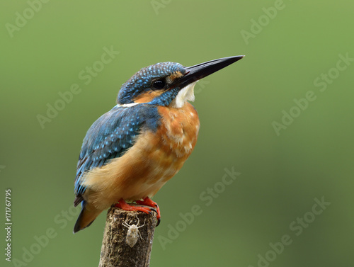 Beautifu beige andl blue bird, Common Kingfisher (Alcedo atthis) lonely perching on a pole showing its side feathers while fishing in stream, fascinated nature photo