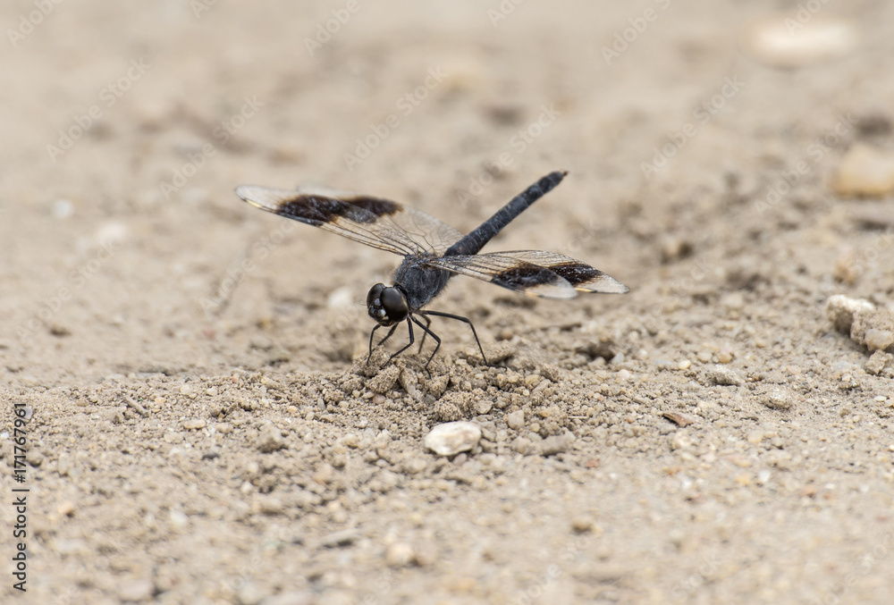 Band-winged dragonlet dragonfly closeup on sandy ground Band-winged dragonlet dragonfly closeup on sandy ground