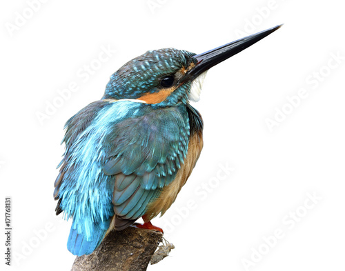 Beautiful Chubby blue bird perching on the pole isolted on white background, Common Kingfisher (Alcedo Atthis), exotic nature