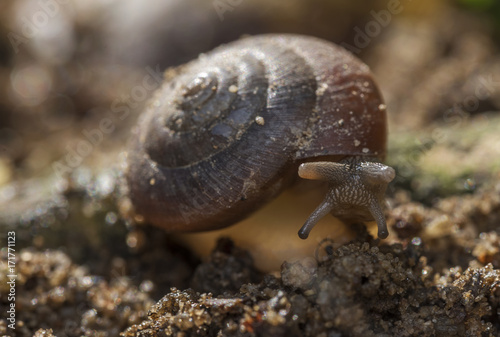 closeup shot of snail came out from its shell 