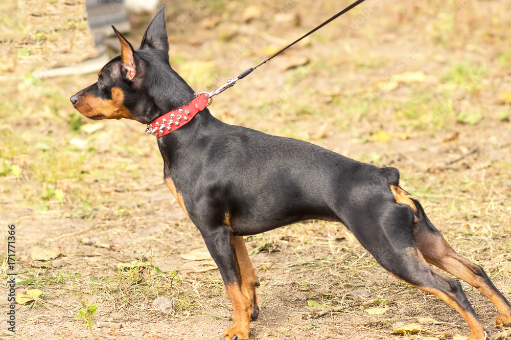 Doberman Pinscher dog close-up Doberman Pinscher dog close-up