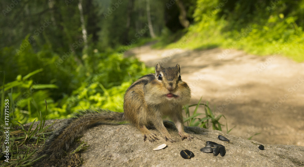 Obraz premium the chipmunk showed his tongue