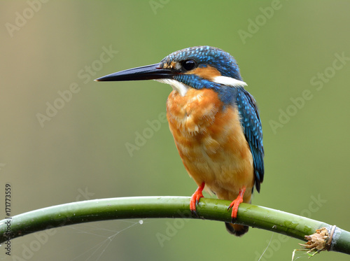 Common Kingfisher (Alcedo atthis)  Beautiful blue bird with brown belly to its chest perching on curved bamboo stick in the stream over blur bright green background