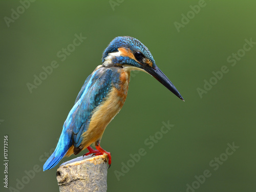 Common Kingfisher (Alcedo atthis) beautiful blue bird with long body while fishing in a stream, funny animal