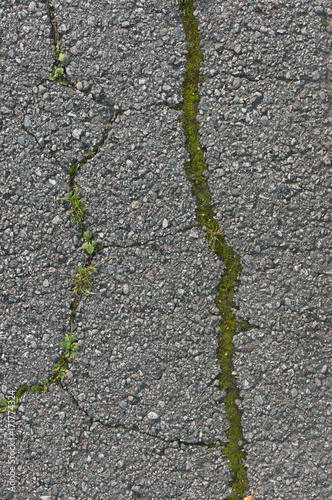 Wallpaper Mural Grass growing in cracks of asphalt Torontodigital.ca