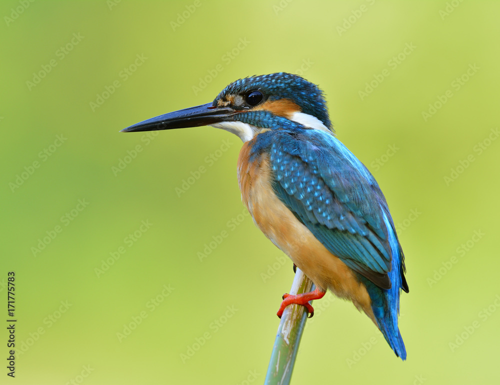 Common Kingfisher (Alcedo atthis) a lovely blue bird perching on bamboo stick keen to fishing in stream on very bright green blur background, fascinating nature Common Kingfisher (Alcedo atthis) a lovely blue bird perching on bamboo stick keen to fishing in stream on very bright green blur background, fascinating nature
