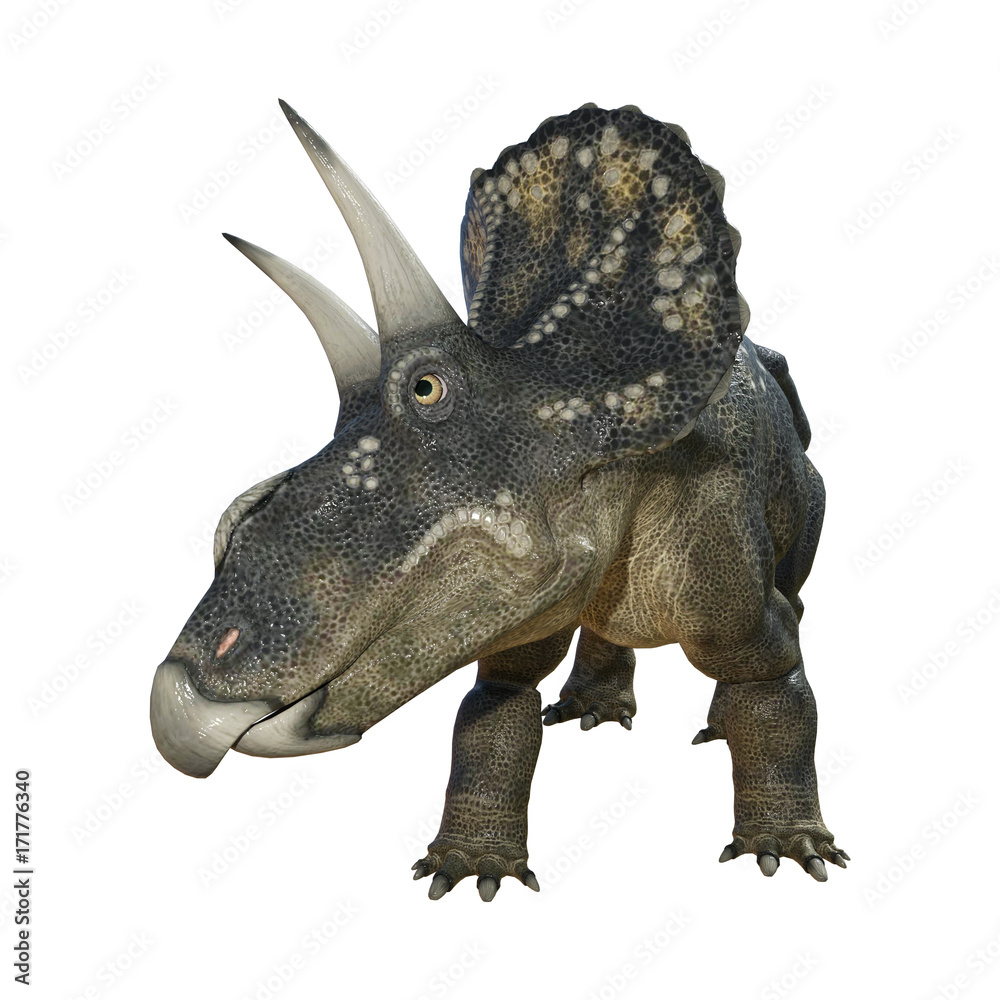 Fototapeta premium 3D Rendering Dinosaur Diceratops on White