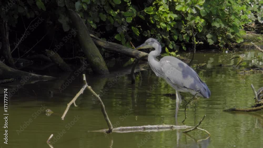 Graureiher sucht im Fluss nach Beute Graureiher sucht im Fluss nach Beute