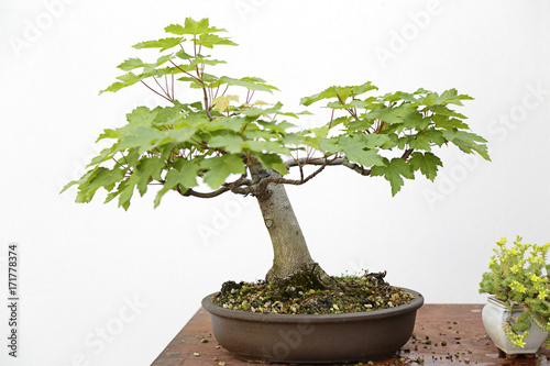 Norway maple (acer platanoides) bonsai on a wooden table and white background
