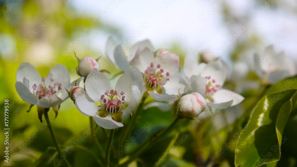 Beautiful blossoming apple tree on wind spring in the garden. Static camera. Beautiful blossoming apple tree on wind spring in the garden. Static camera.
