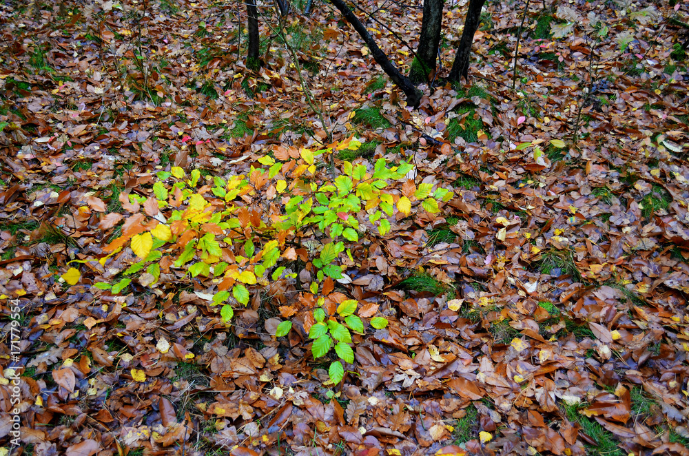 View to natural forest floor at autumn