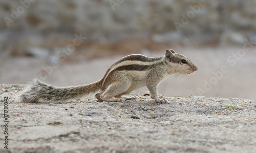 Beautiful Squirrel eating grains photo