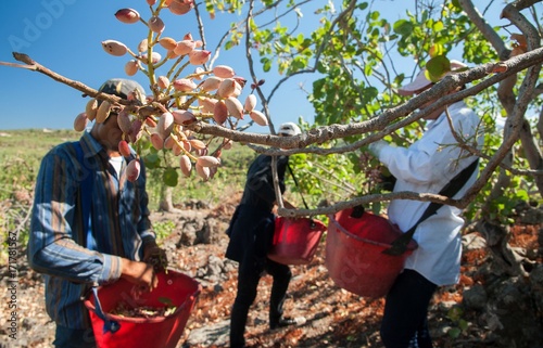 Closeup view of a pistachio bunch on tree and a picker at work in the background, Bronte, Sicily