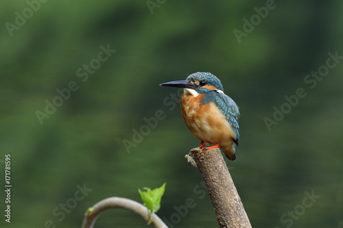 Common Kingfisher (Alcedo atthis) turquoise blue bird calmly perching on a pole set for a bird phography in the stream, exotic nature photo