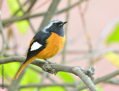 Daurian Redstart (Auroreus Phoenicurus) beautiful fat bird orange belly, black wings and silver perching on the tree branch with pink background, fascinated creature © prin79