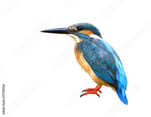 Canvas Print Exotic blue bird, Common Kingfisher (Alcedo atthis) with fine feathers details f