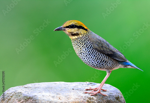 Female of Blue Pitta (Hydrornis cyaneus) beautiful blue bird with yellow to orange head and fine grey wings fully standing on the rock over blur green background, magnificent nature photo