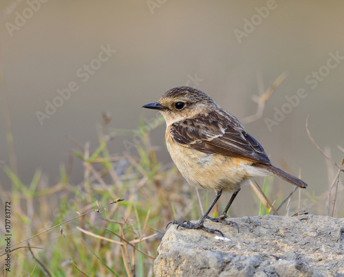 Female of Stejneger's Stonechat (Saxicola stejnegeri) the lovely brown bird standing on the rock surrounded by grass background, exotic animal