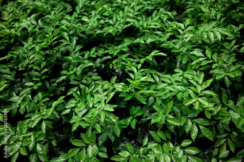 Leaves with dew on the leaves