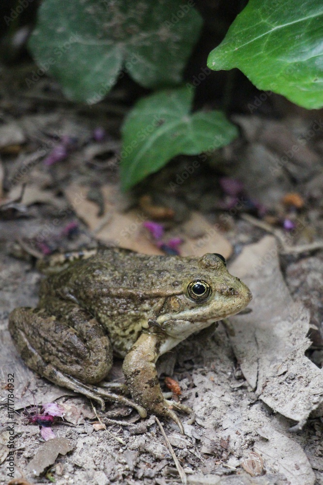 Obraz premium Toad is looking us