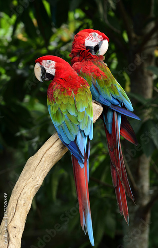 Lovely pair of Green-winged macaw parrot birds perching on the same spot with beautiful feathers