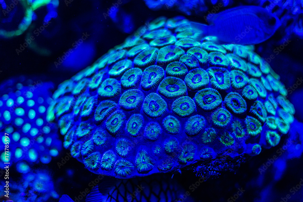 Fototapeta premium サンゴ
