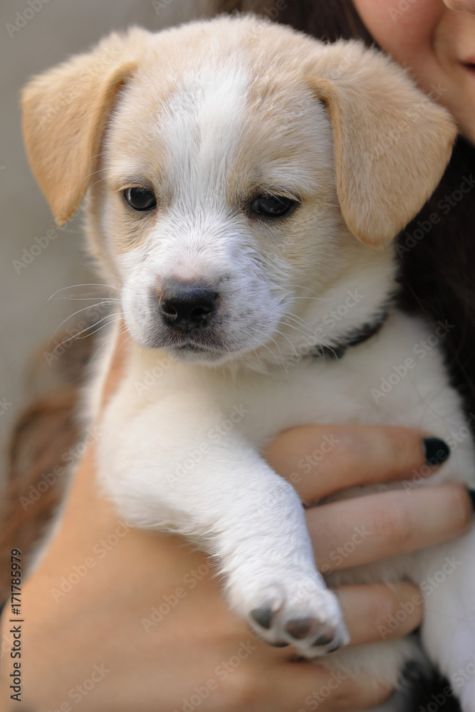 a puppy of white and brown dog in his arms