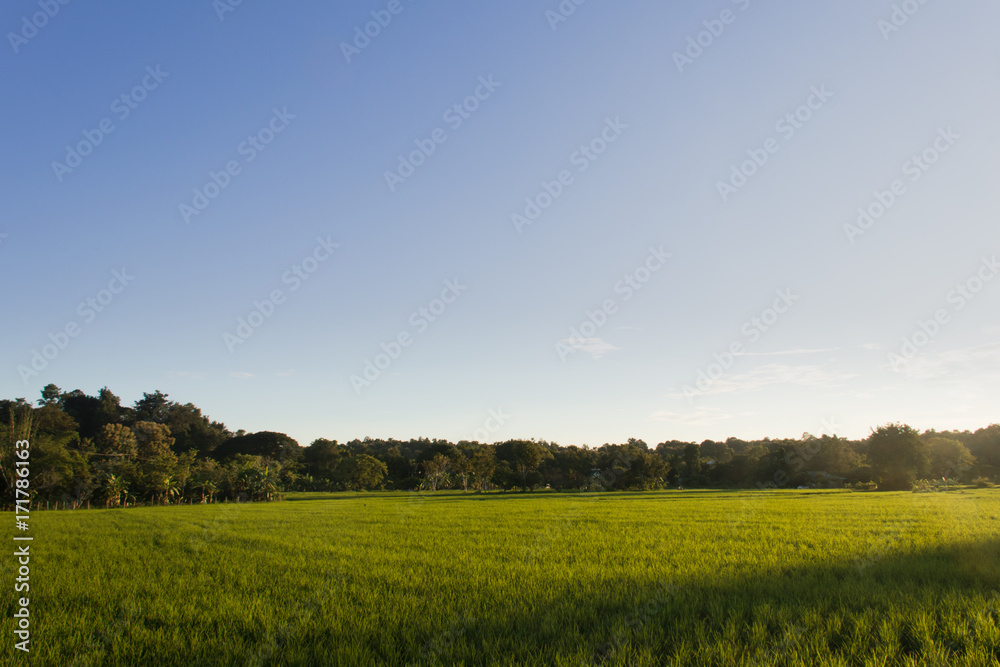 Beautiful rice field and blue sky