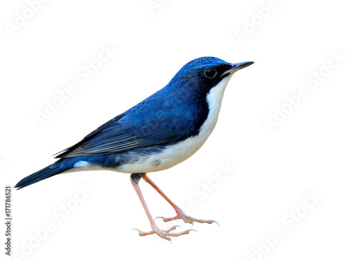 Siberian blue robin (Larvivora cyane) beautiful small white and blue bird migrates to Asia in every winter isolated on white background, lovely bird