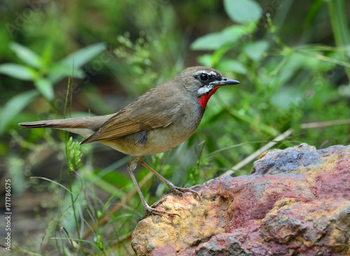 Siberian rubythroat (Calliope calliope) a small brown passerine bird with bright red neck standing on the rock in the bush