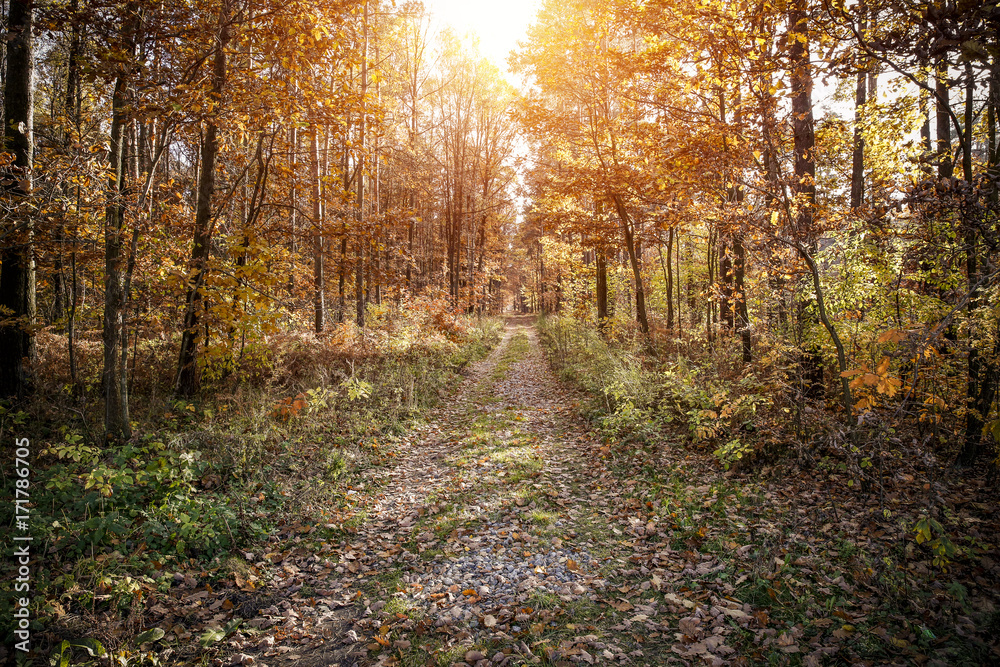 Fototapeta premium autumn road 