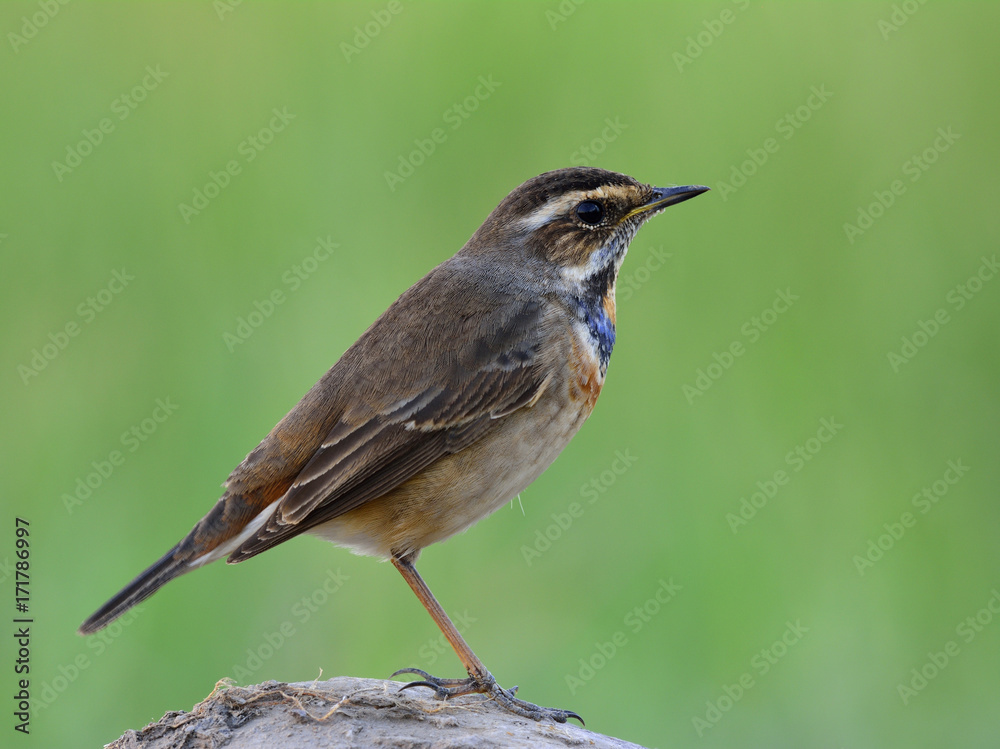 Fototapeta premium The bluethroat (Luscinia svecica) a winter visitor bird to Thailand with less blue color on its throat while perching on rock showing its side feathers over fine green blur background
