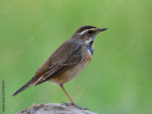 The bluethroat (Luscinia svecica) a winter visitor bird to Thailand with less blue color on its throat while perching on rock showing its side feathers over fine green blur background